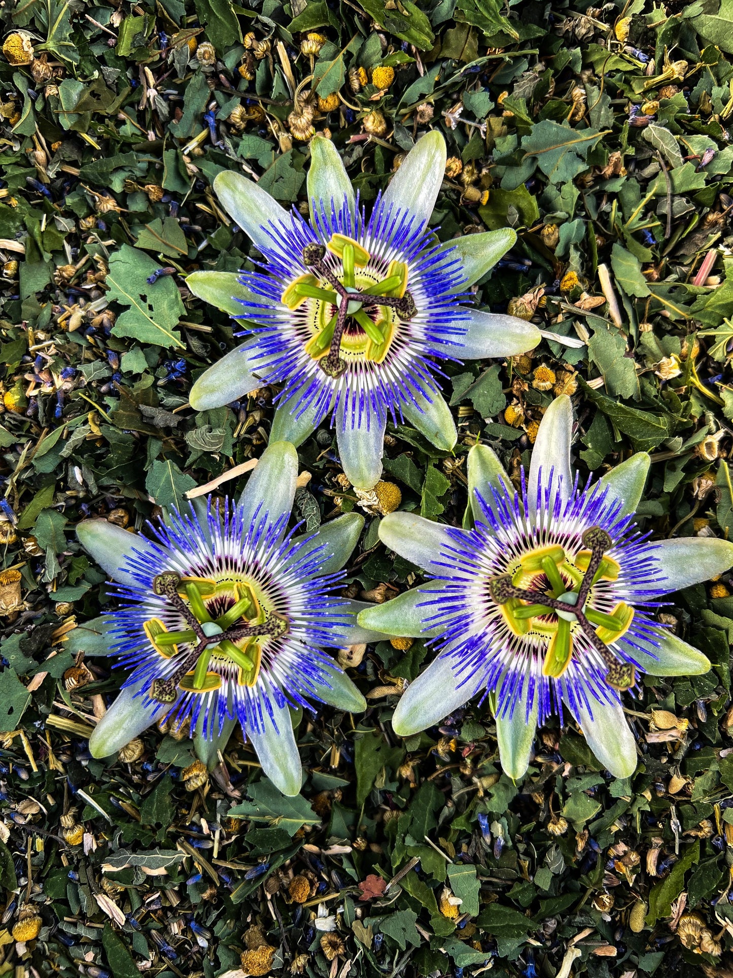 Stay Calm Herbal Tea Blend