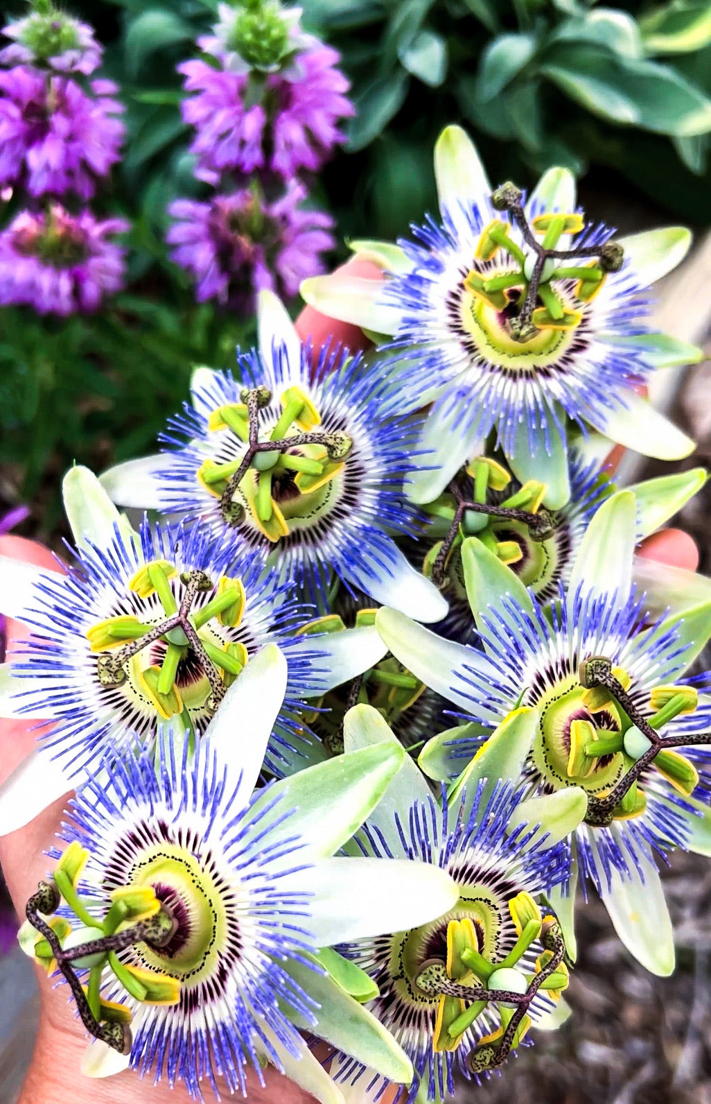 Infused Passion Flower Raw Honey 4oz